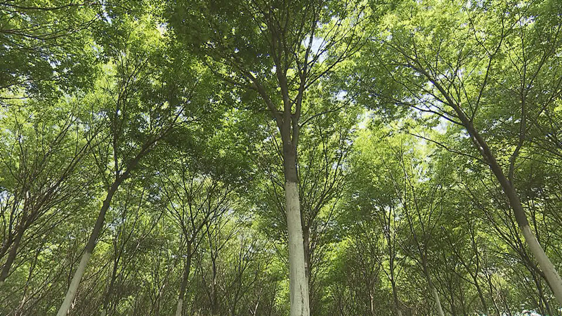 银林林业